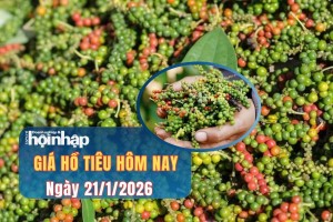 Giá tiêu hôm nay 21/1/2026: Thị trường ổn định, xuất khẩu đầu năm 2026 tăng 41,8%
