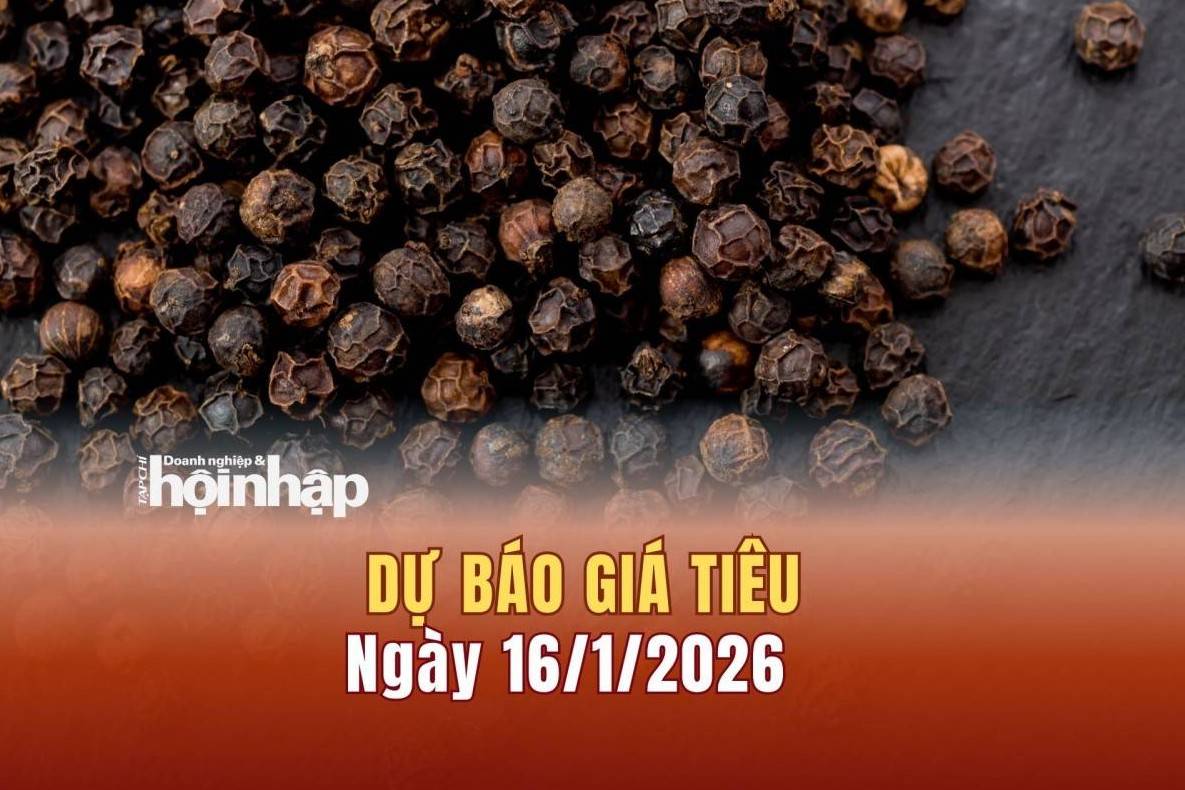 Dự báo giá tiêu 16/1: Giá tiêu trong nước đồng loạt giảm mạnh