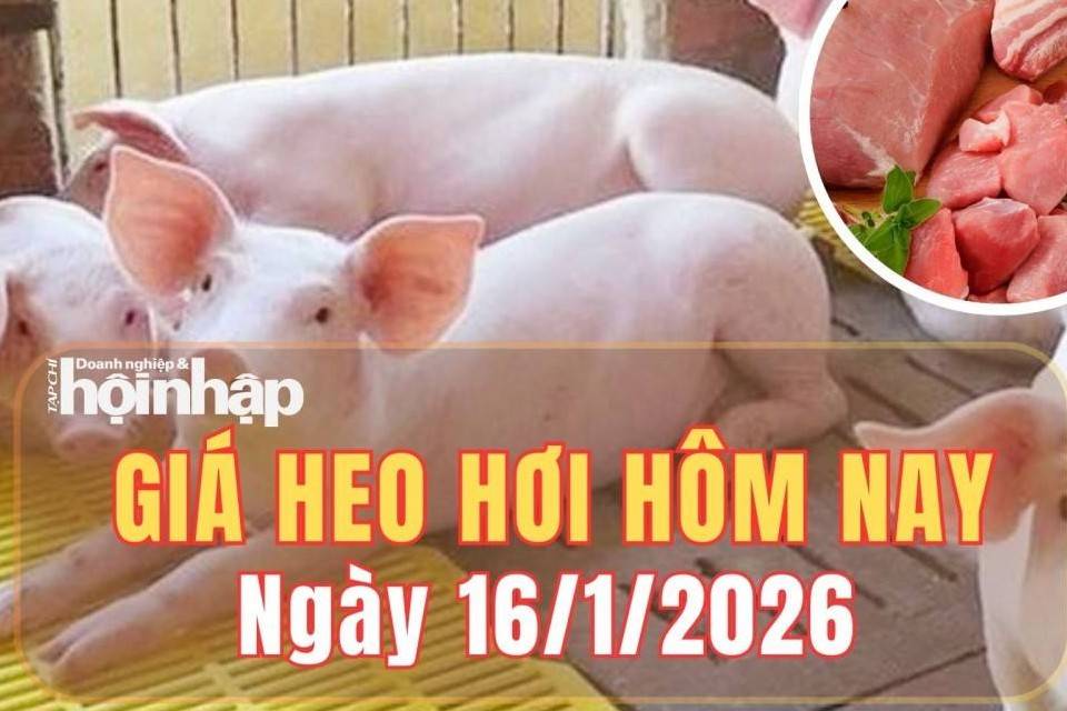 Giá heo hơi hôm nay 16/1/2026: Giá heo hơi tại miền Trung và miền Nam giữ đà tăng nhẹ