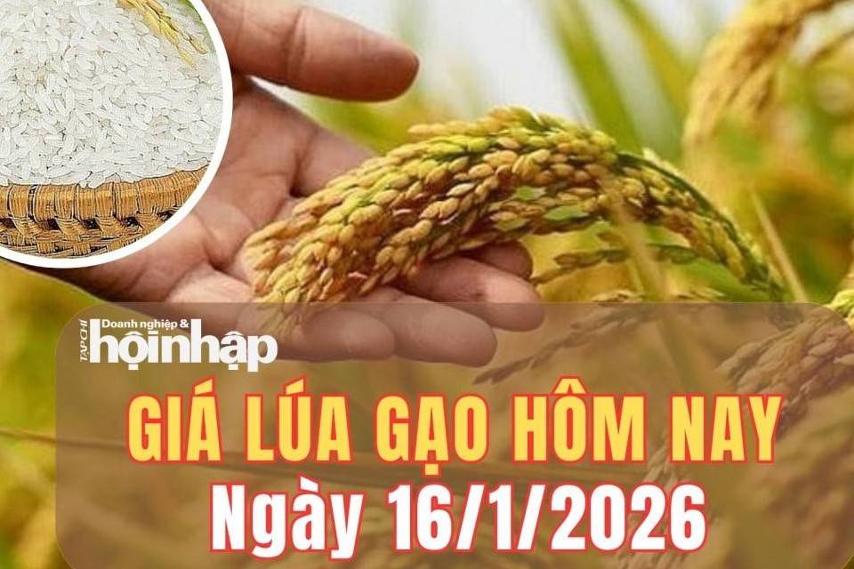 Giá lúa gạo hôm nay 16/1/2026: Giá lúa gạo đi ngang, xuất khẩu chững lại trước biến động thị trường quốc tế
