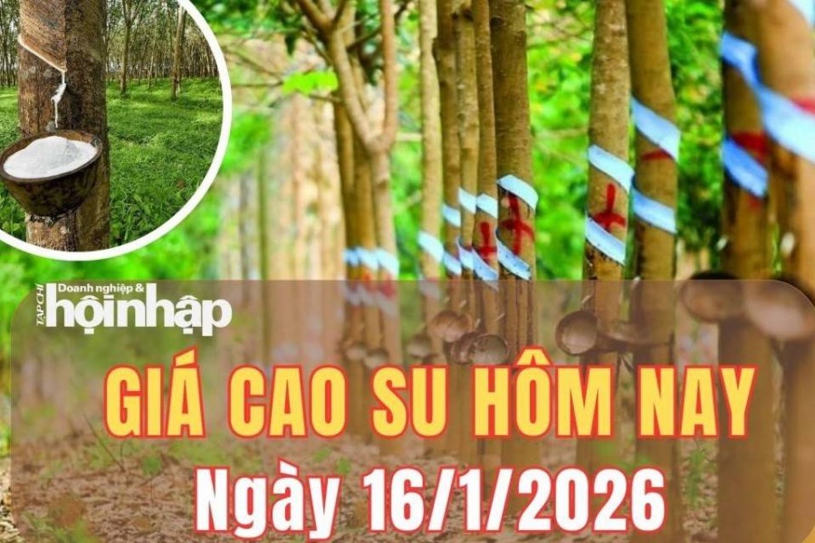 Giá cao su hôm nay 16/1/2026: Giá cao su thế giới thị trường thế giới điều chỉnh sau chuỗi tăng mạnh