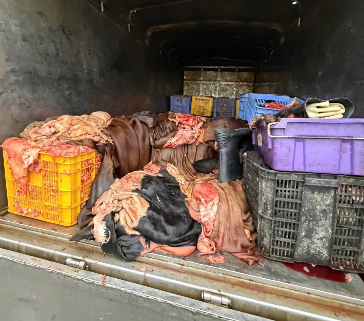 Phú Thọ: Phát hiện xe tải chở 1,2 tấn sản phẩm động vật không kiểm dịch