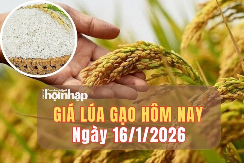 giá lúa gạo