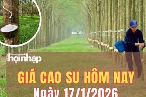 Giá cao su hôm nay 17/1/2026: Giá cao su thế giới giảm phiên thứ hai liên tiếp