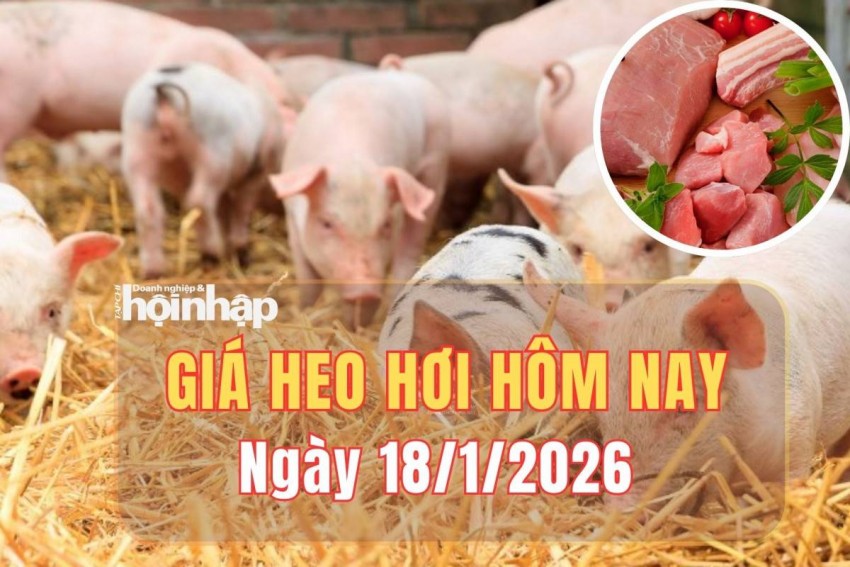 giá heo hơi