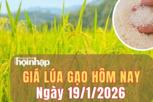 Giá lúa gạo hôm nay 19/1/2026: Tuần qua, giá lúa tươi giảm nhẹ, giá gạo nhích lên