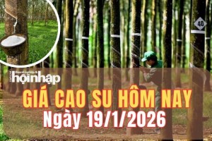 Giá cao su hôm nay 19/1/2026: Giá cao su thế giới điều chỉnh nhẹ đầu tuần