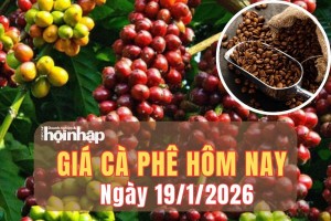 Giá cà phê hôm nay 19/1/2026: Kết thúc tuần qua, giá cà phê Tây Nguyên tăng 1.100 – 1.500 đồng/kg
