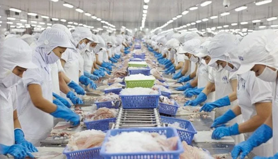 Ngành thủy sản với dấu ấn kỷ lục: Xuất khẩu đạt 11,3 tỷ USD