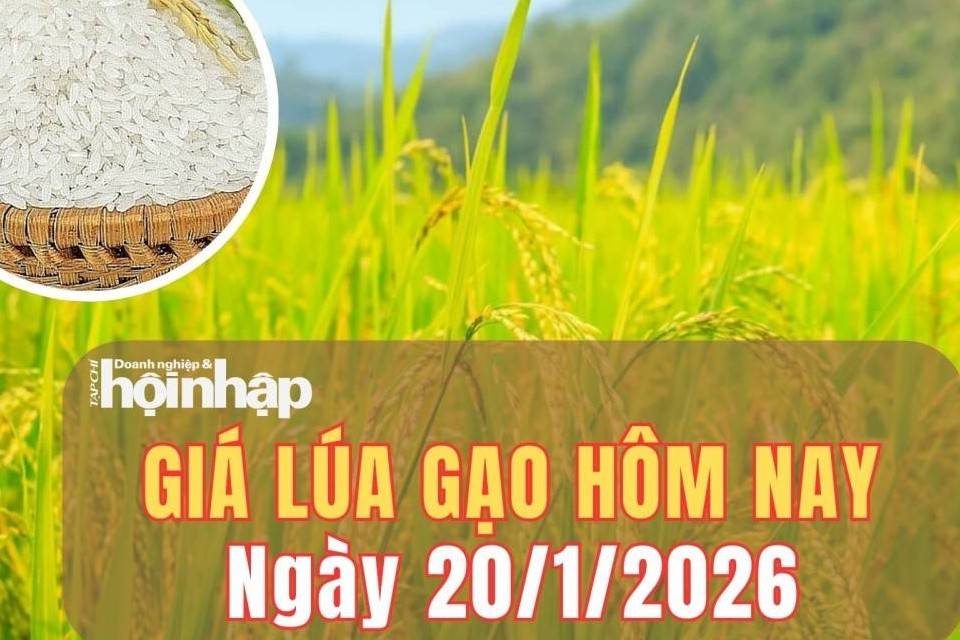 Giá lúa gạo hôm nay 20/1/2026: Giá gạo nguyên liệu và phụ phẩm tăng