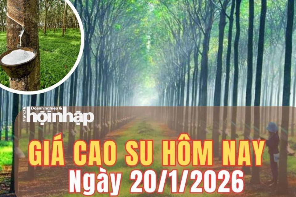 Giá cao su hôm nay 20/1/2026: Giá cao su thế giới đồng loạt giảm