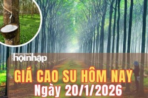 Giá cao su hôm nay 20/1/2026: Giá cao su thế giới đồng loạt giảm