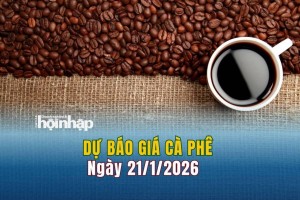 Dự báo giá cà phê 21/1: Cà phê trong nước tiếp đà tăng "vọt"
