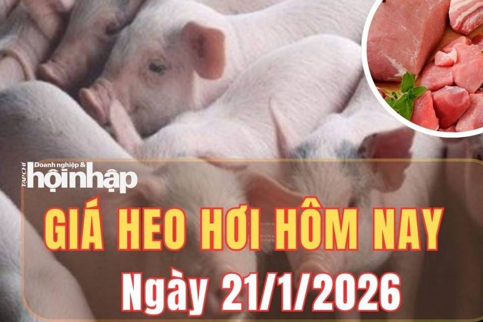 Giá heo hơi hôm nay 21/1/2026: Giá heo hơi đồng loạt trên diên rộng, cao nhất chạm 77.000 đồng/kg