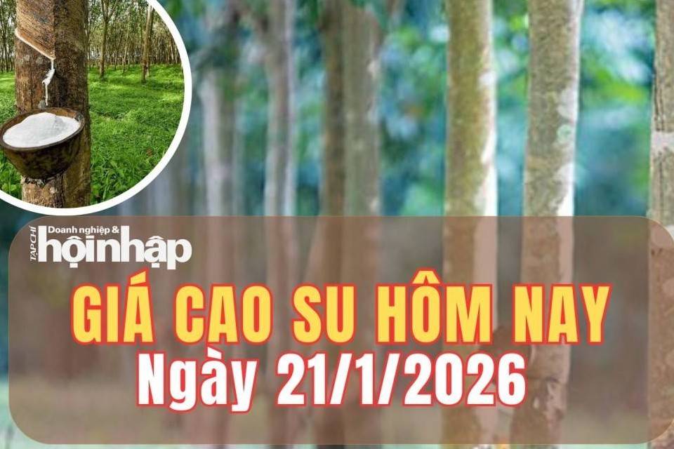 Giá cao su hôm nay 21/1/2026: Giá cao su thế giới tiếp tục giảm sâu