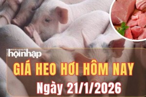 Giá heo hơi hôm nay 21/1/2026: Giá heo hơi đồng loạt trên diên rộng, cao nhất chạm 77.000 đồng/kg