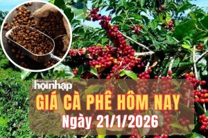 Giá cà phê hôm nay 21/1/2026: Giá cà phê Tây Nguyên tăng 400 – 600 đồng/kg, thị trường thế giới đồng loạt lao dốc