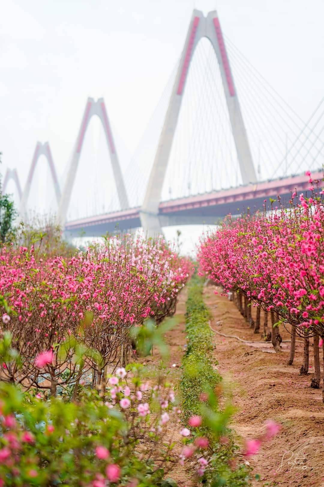 Những làng hoa đẹp nhất Việt Nam rực rỡ sắc xuân những ngày giáp Tết