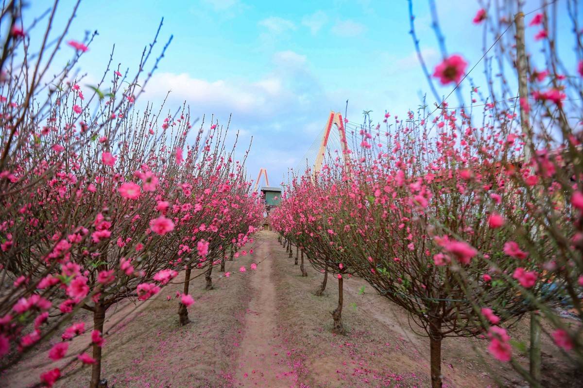 Những làng hoa đẹp nhất Việt Nam rực rỡ sắc xuân những ngày giáp Tết