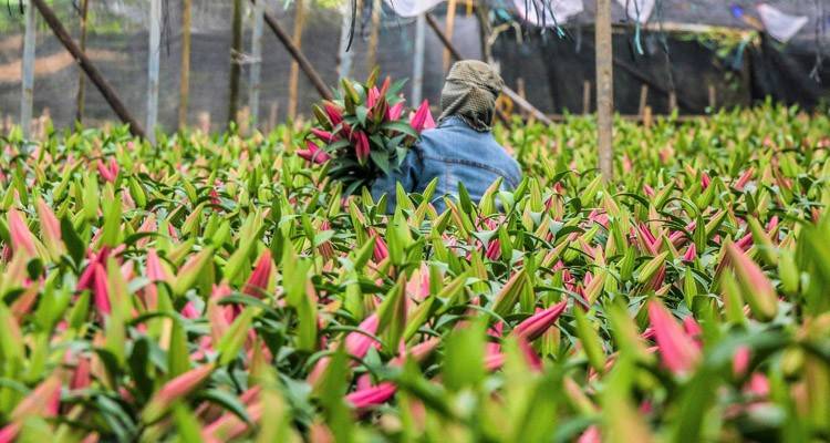 Những làng hoa đẹp nhất Việt Nam rực rỡ sắc xuân những ngày giáp Tết