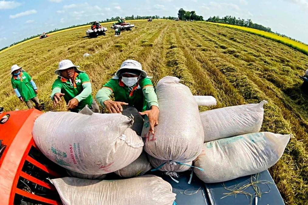 Dự kiến xuất khẩu 7,73 triệu tấn gạo trong năm 2026