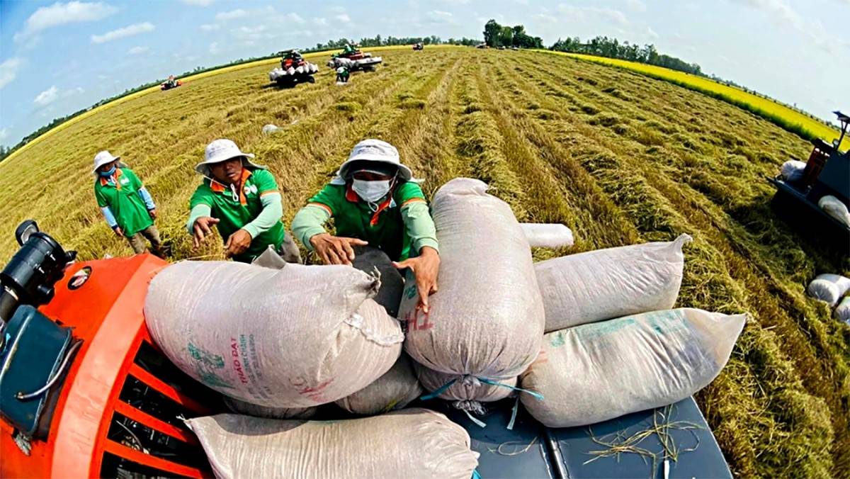 Dự kiến xuất khẩu 7,73 triệu tấn gạo trong năm 2026