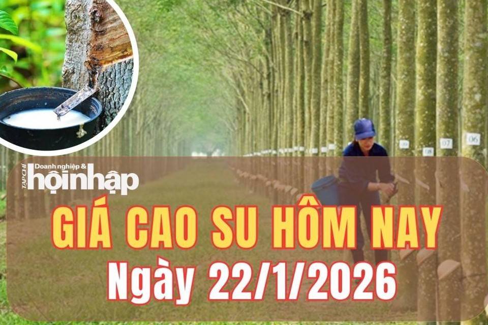 Giá cao su hôm nay 22/1/2026: Giá cao su thế giới phục hồi