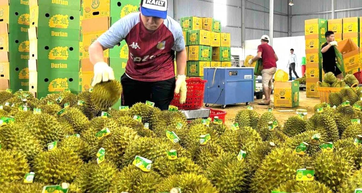 Từ truy xuất nguồn gốc đến mục tiêu 10 tỷ USD của ngành rau quả