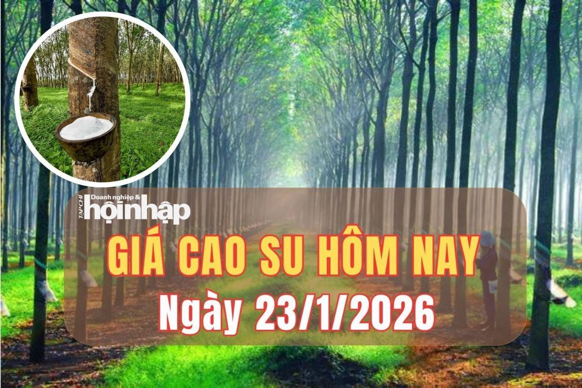 Giá cao su hôm nay 23/1/2026: Giá cao su trong nước ổn định, thế giới tăng - giảm trái chiều
