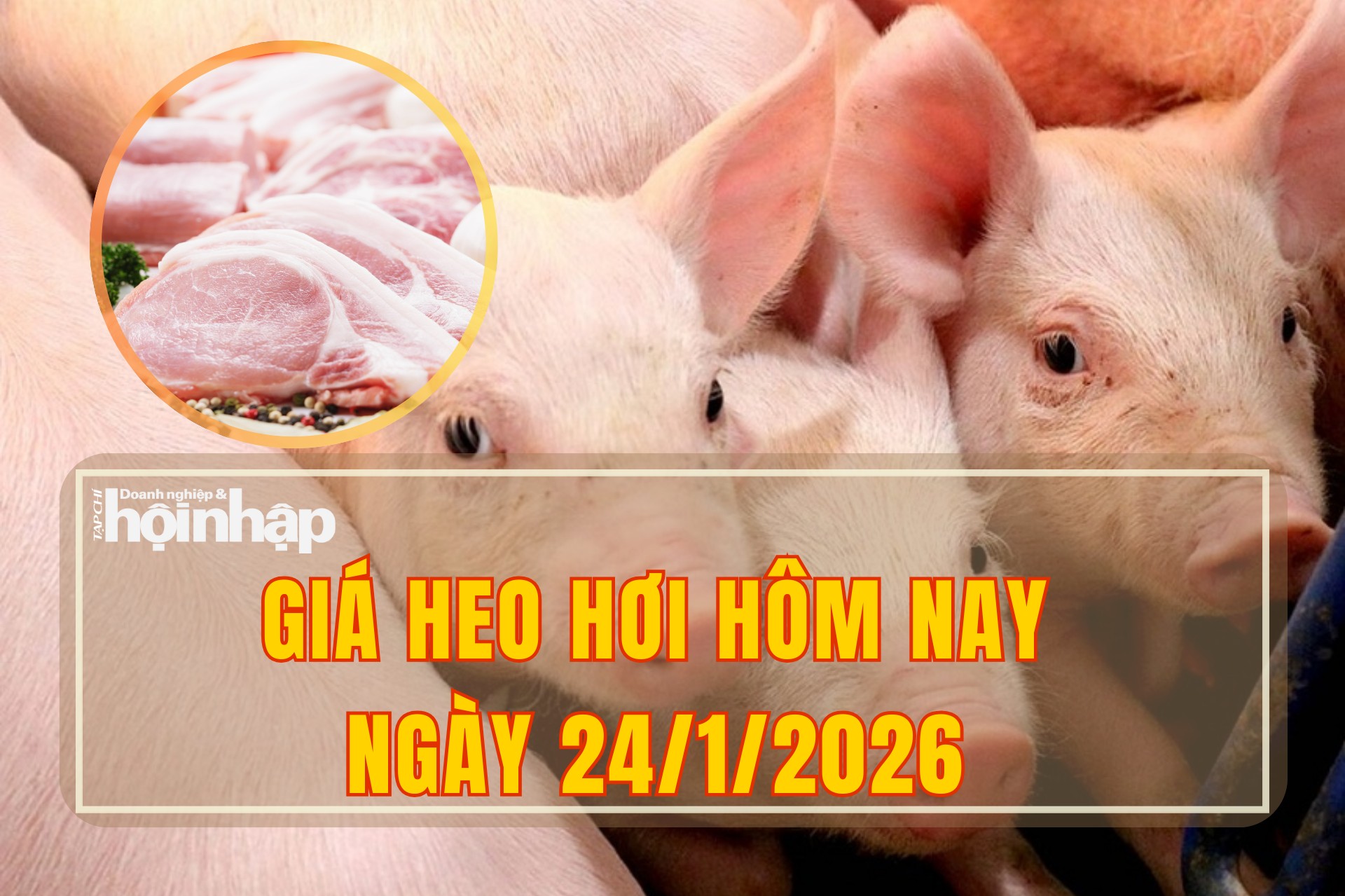 Giá heo hơi hôm nay 24/1/2026: Tiếp tục xuất hiện mức đỉnh mới với giá 80.000 đồng/kg
