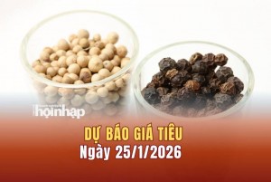 Dự báo giá tiêu 25/1: Giá tiêu trong nước có xu hướng tăng