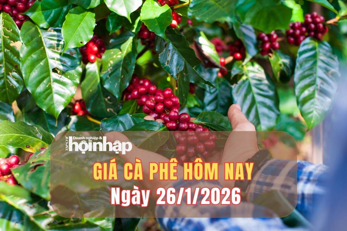 Giá cà phê hôm nay 25/1/2026: Giá cà phê trong nước bật tăng mạnh nhất gần 2.000 đồng/kg