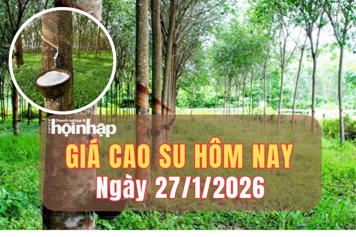 Giá cao su hôm nay 26/1/2026: Giá cao su thế giới khởi sắc nhờ năng lượng phục hồi