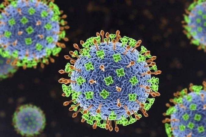 Bộ Y tế cảnh báo nguy cơ từ virus Nipah