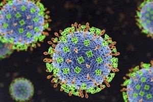 Bộ Y tế cảnh báo nguy cơ từ virus Nipah