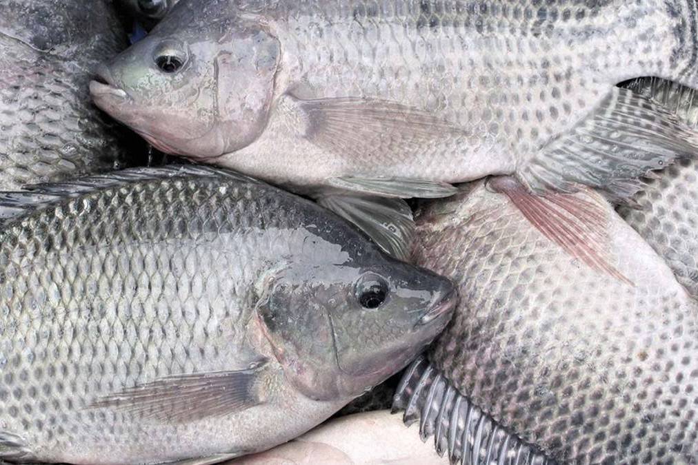 Cá rô phi Việt Nam bứt tốc tại thị trường Mỹ nhờ “khoảng trống” thuế quan