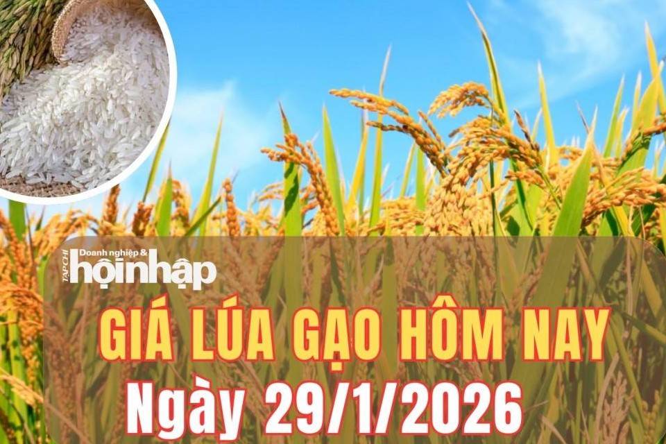 Giá lúa gạo hôm nay 29/1/2026: Giá lúa Đông Xuân biến động trái chiều