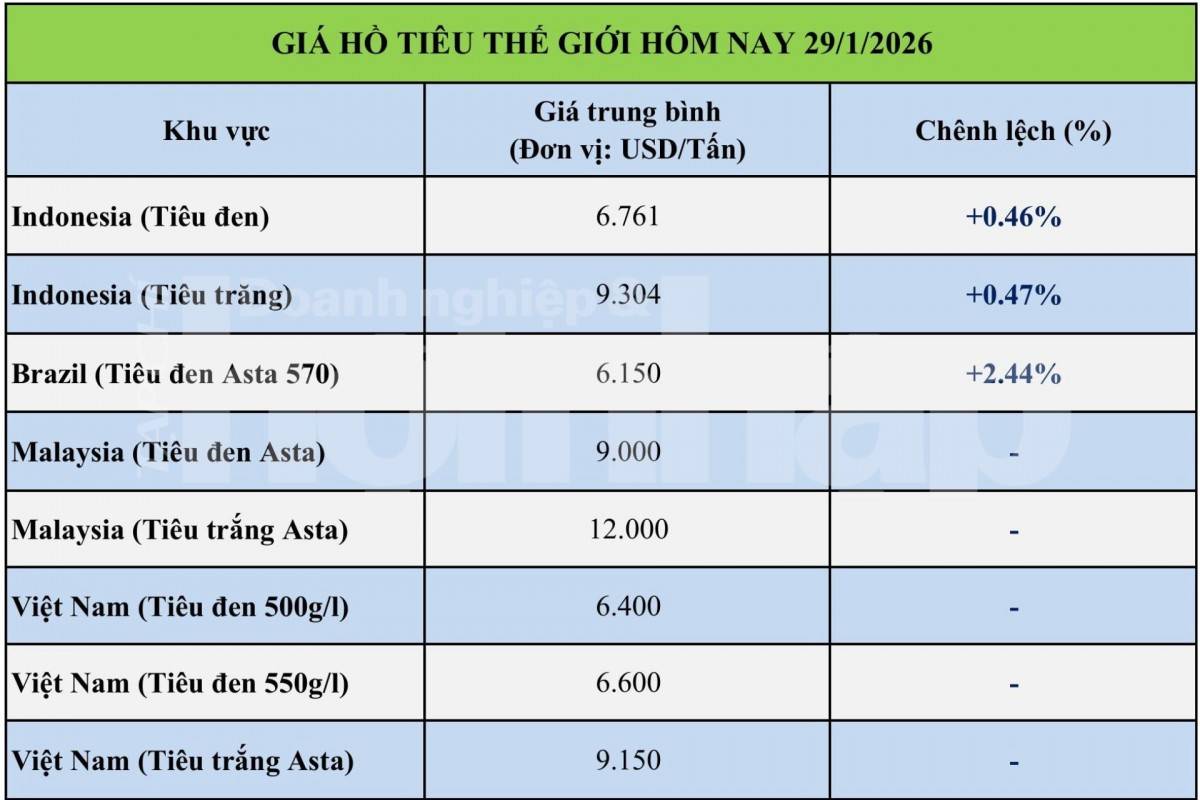 Giá tiêu hôm nay 29/1/2026: