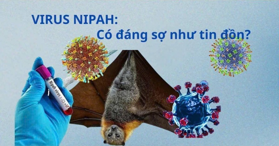 Virus Nipah có đáng sợ như tin đồn? Chuyên gia giải mã thực tế