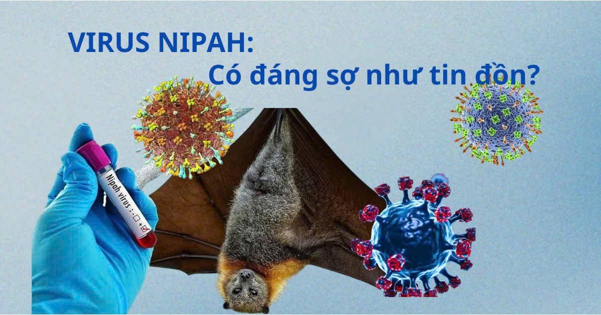 Virus Nipah có đáng sợ như tin đồn? Chuyên gia giải mã thực tế
