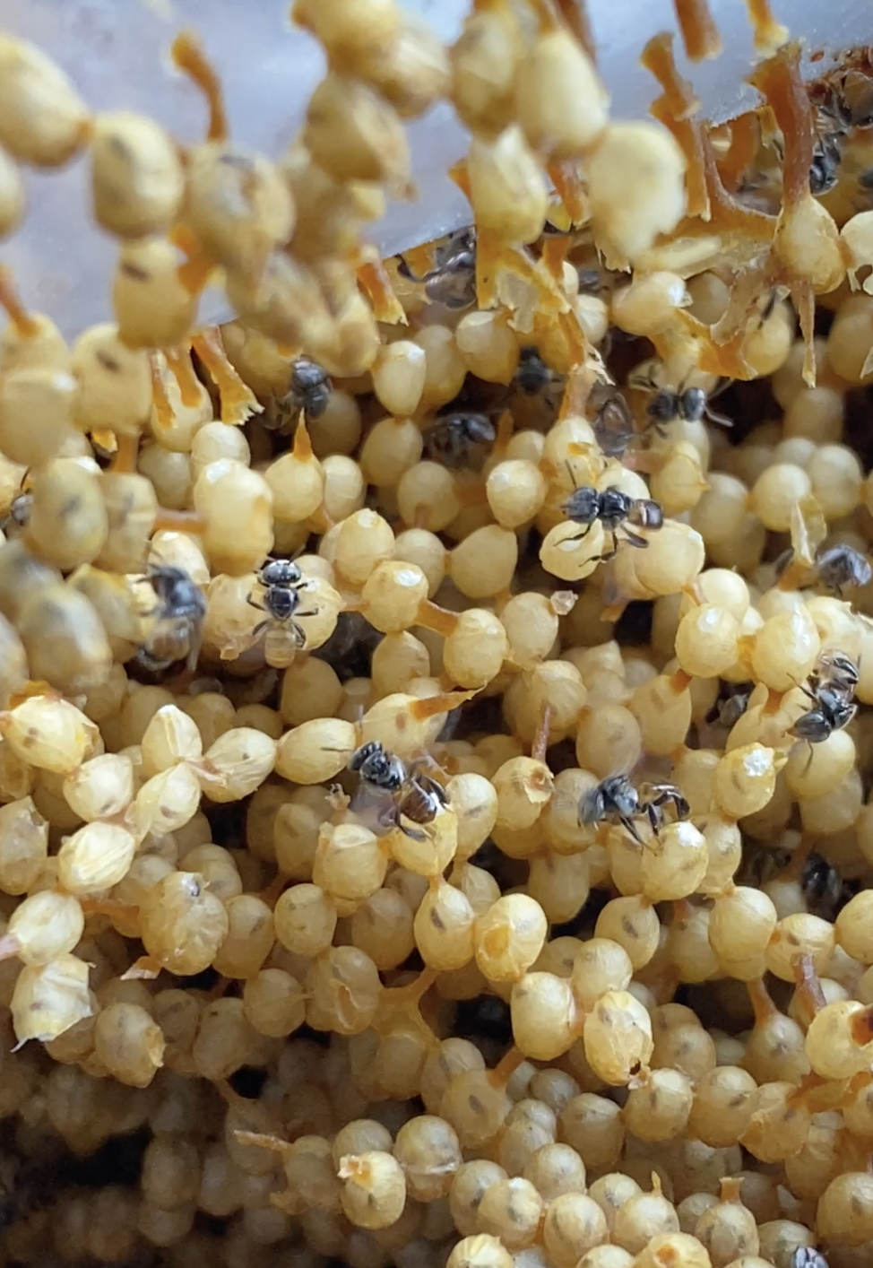 Sản Việt Farm: Khó và dễ khi đưa văn hóa bản địa vào du lịch xanh, tuần hoàn của gã nhiếp ảnh gia