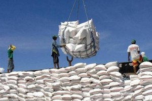 Xuất khẩu gạo Việt Nam: Giữ nhịp 8 triệu tấn, chuyển mạnh sang gạo chất lượng cao