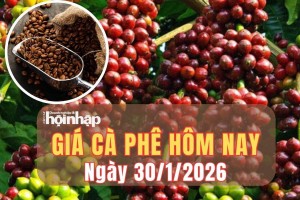 Giá cà phê hôm nay 30/1/2026: Giá cà phê trong nước hạ nhiệt, robusta phục hồi nhẹ