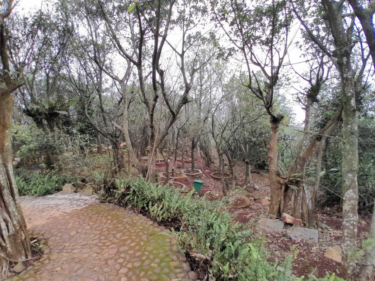 Đền Nưa – Am Tiên “thay áo mới”: Bảo tồn giá trị lịch sử và tâm linh