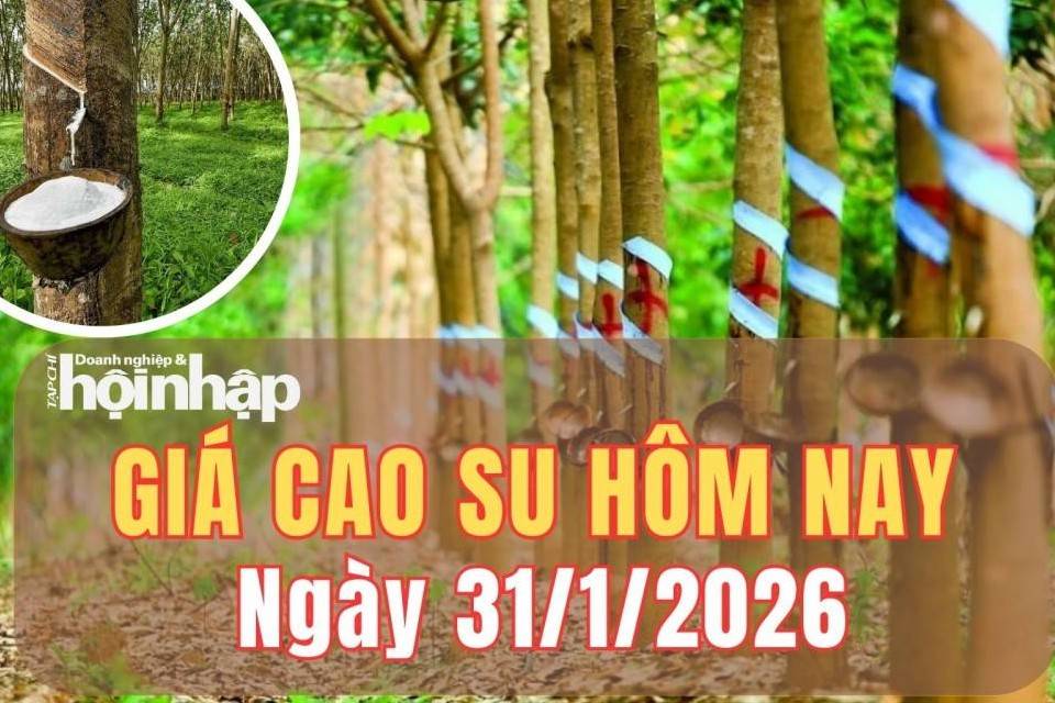 Giá cao su hôm nay 31/1/2026: Giá cao su thế giới tiếp tục trái chiều khi tồn kho kìm đà tăng