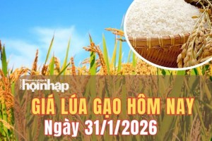 Giá lúa gạo hôm nay 31/1/2026: Giá lúa gạo đi ngang, thị trường xuất khẩu có xu hướng nhích tăng