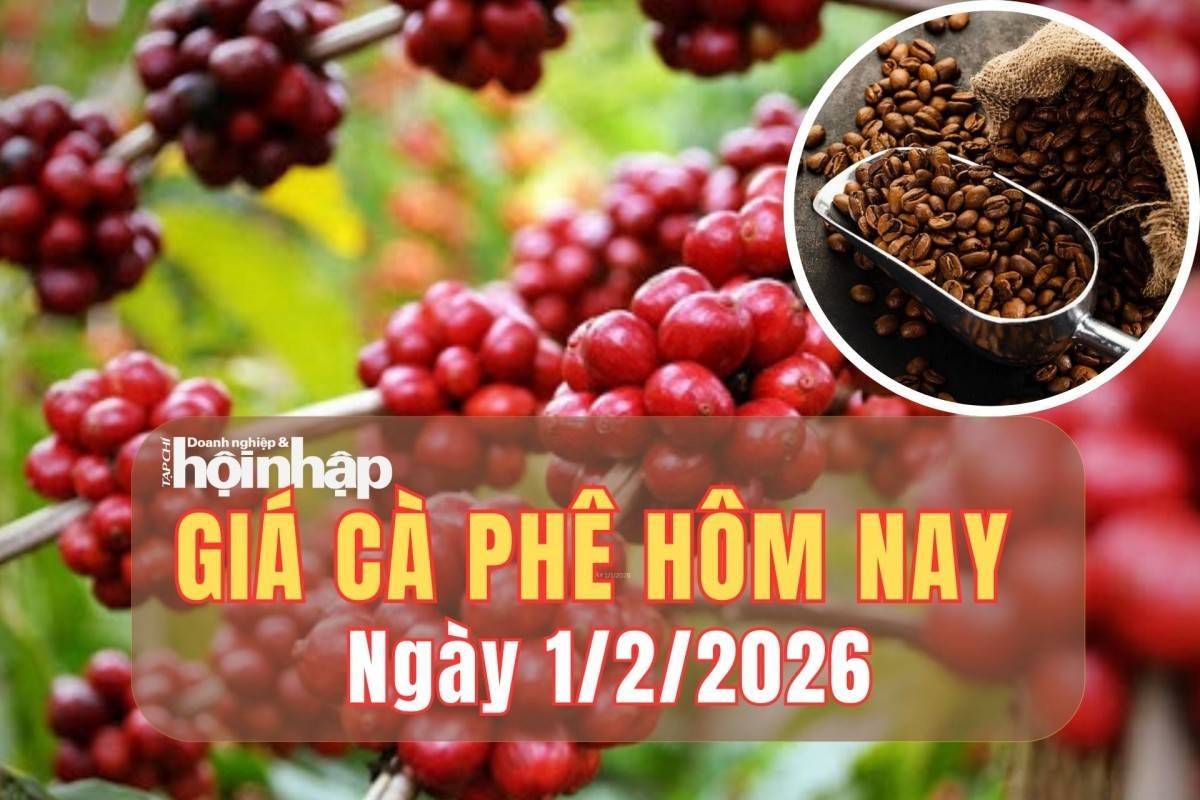 Giá cà phê hôm nay 1/2/2026: Giá cà phê Tây Nguyên quay đầu giảm