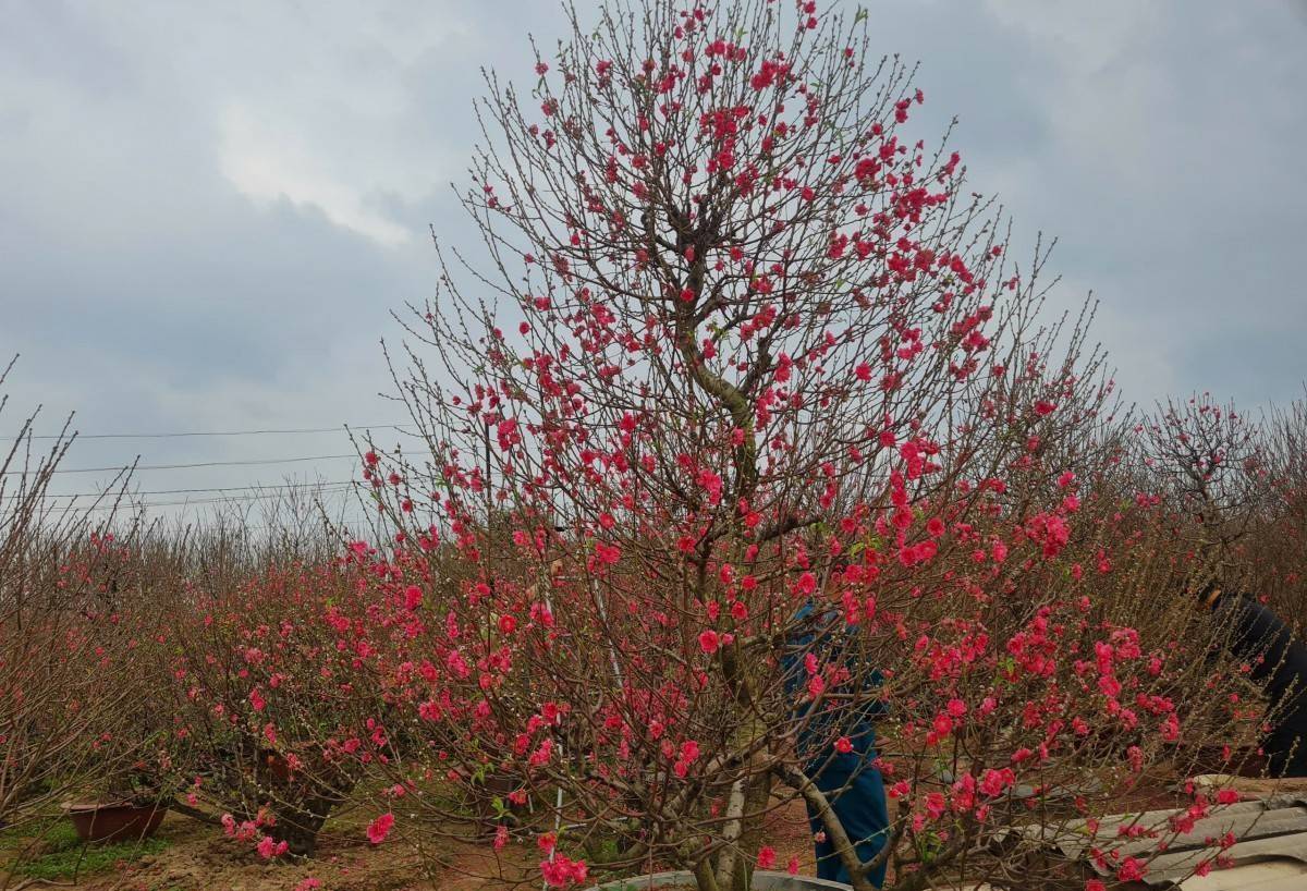 Nhật Tân rực sắc đào, nhộn nhịp người mua kẻ bán những ngày giáp Tết