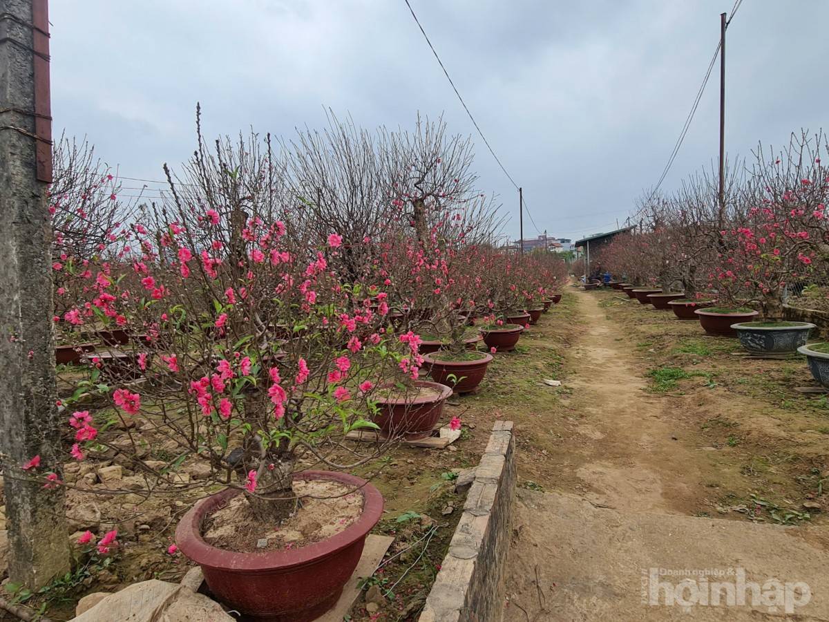 Nhật Tân rực sắc đào, nhộn nhịp người mua kẻ bán những ngày giáp Tết