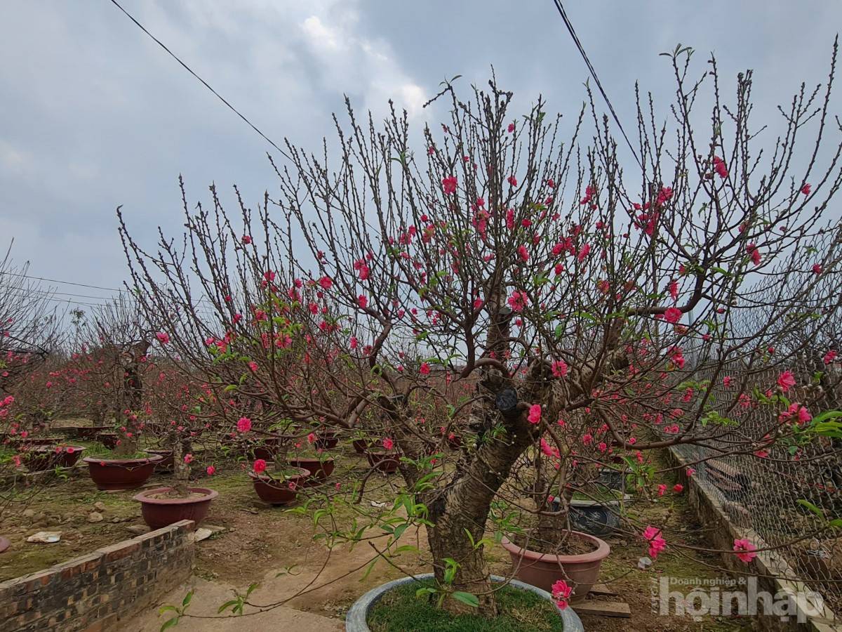 Nhật Tân rực sắc đào, nhộn nhịp người mua kẻ bán những ngày giáp Tết